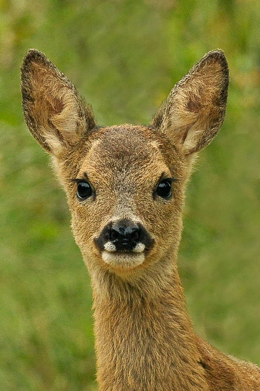 Roe_deer fawn.jpg
